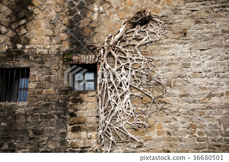 石牆上的樹根，石牆，樹根，石の根、石の壁、木の実、Stone roots, stone walls, 36680501