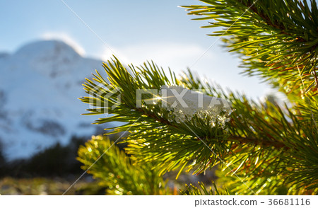 Closeup photo of pine tree branches Closeup photo of pine tree branches 36681116