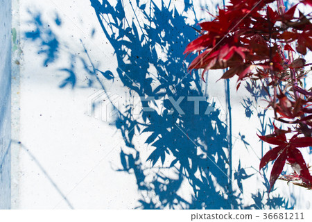 Maple Maple 36681211