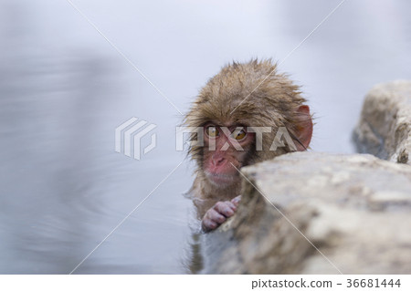 日本獼猴沉浸在溫泉里 36681444