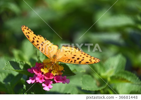 Panther of the Bluefin Panther that looms into the Lantana 36681448