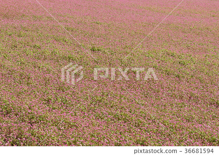 Red-buckwheat noodles 36681594