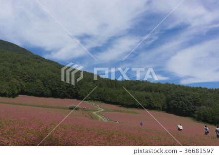 Village of red buckwheat in full bloom 36681597