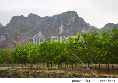 Mountain in the woods background texture Mountain in the woods background texture 36681624