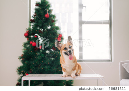 Pembroke corgi with a Christmas tree.Happy Holiday Pembroke corgi with a Christmas tree.Happy Holiday 36681811