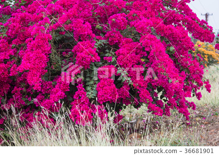 Bougainvillea paper flower in colorful color  36681901