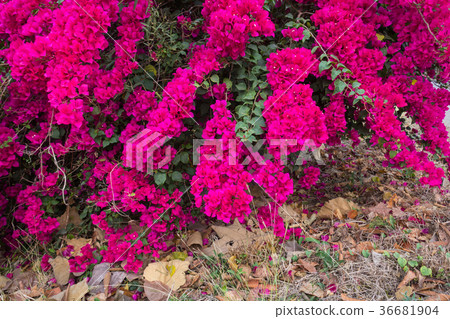 Bougainvillea paper flower in colorful color  36681904