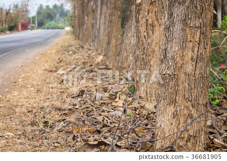 Teak trees during the spring blossom 36681905