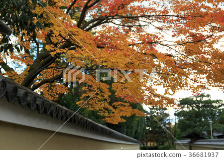 Kennin-ji Temple Autumn leaves 36681937