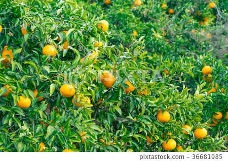 A type of tangerine, a citrus fruit *I do not know the type well, please use as an image A type of tangerine, a citrus fruit *I do not know the type well, please use as an image 36681985