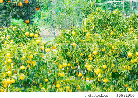 A type of tangerine, a citrus fruit *I do not know the type well, please use as an image A type of tangerine, a citrus fruit *I do not know the type well, please use as an image 36681996