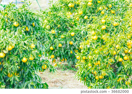 橘子類型，柑橘類水果*我不太清楚類型，請用作圖片 36682000