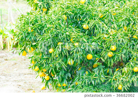 橘子類型，柑橘類水果*我不太清楚類型，請用作圖片 36682002