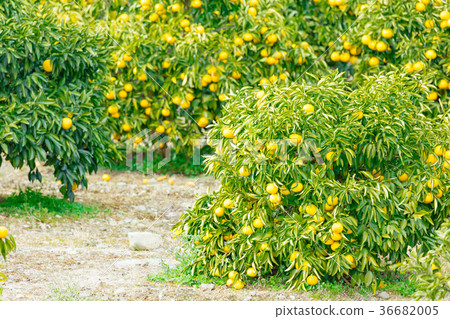 A type of tangerine, a citrus fruit *I do not know the type well, please use as an image 36682005