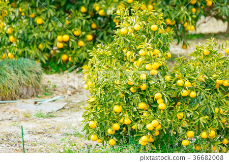 A type of tangerine, a citrus fruit *I do not know the type well, please use as an image 36682008