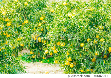A type of tangerine, a citrus fruit *I do not know the type well, please use as an image 36682015