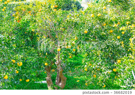 橘子類型，柑橘類水果*我不太清楚類型，請用作圖片 36682019