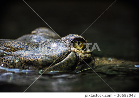 Eye of Gharial - Gavialis gangeticus Eye of Gharial - Gavialis gangeticus 36682048