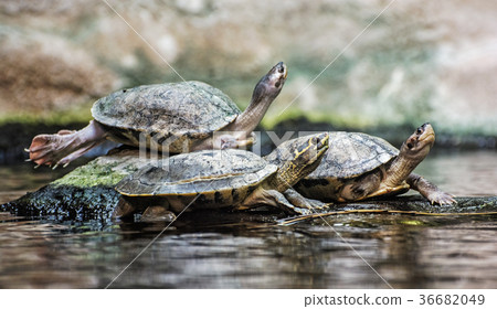 Turtles are heated on the stone Turtles are heated on the stone 36682049