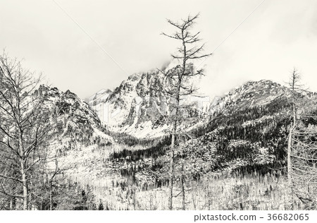 Spruce forest after natural disaster, High Tatras 36682065