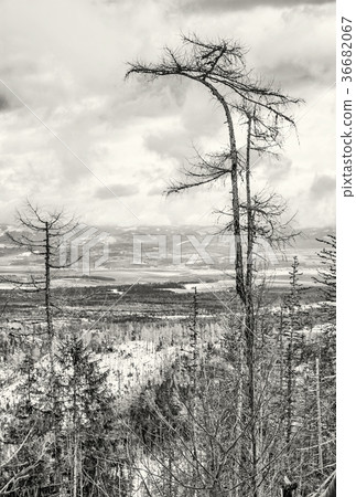 Spruce forest after natural disaster, High Tatras 36682067