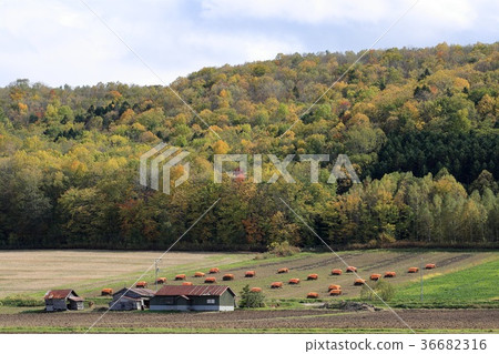 北海道，鄂霍次克地區，秋天的田園風光 36682316