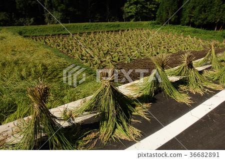 Itaihara Village 36682891