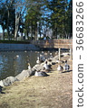 Pond duck 36683266