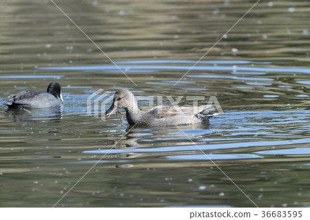 Gadwall Gadwall 36683595