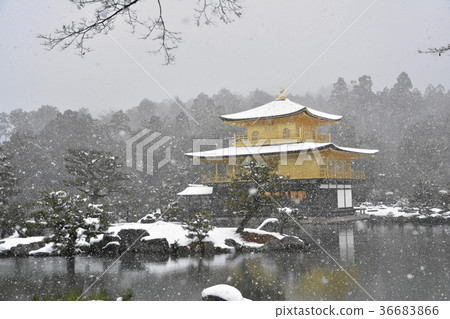 雪金閣寺 照片素材 圖片 圖庫