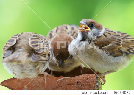 Sparrow nesting chicks practice practicing eating bait 36684072