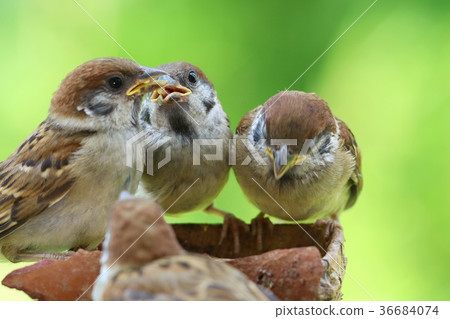 Sparrow nesting chicks practice practicing eating bait 36684074