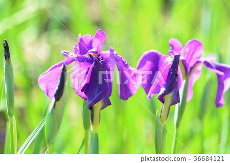 Hanashobu花六月 Hanashobu花六月 36684121