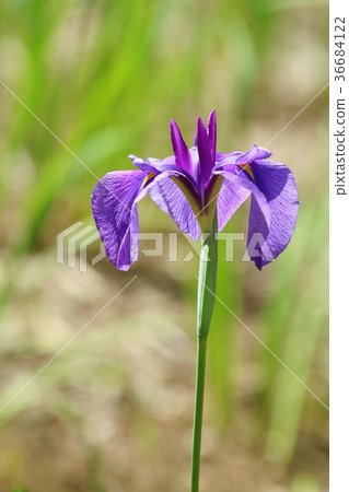 Hanashobu花六月 Hanashobu花六月 36684122