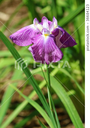 Hanashobu花六月 Hanashobu花六月 36684123