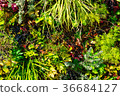 Plant background 36684127