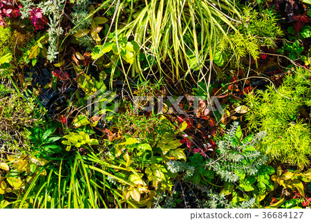 植物背景 植物背景 36684127