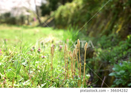 Spring image Tsukushi Spring image Tsukushi 36684282