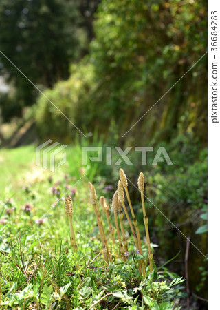Spring image Tsukushi Spring image Tsukushi 36684283