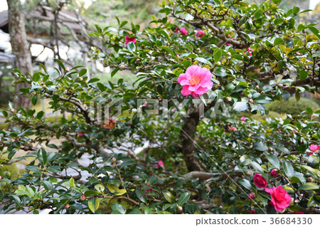 Ikyushu寺 Ikyushu寺 36684330