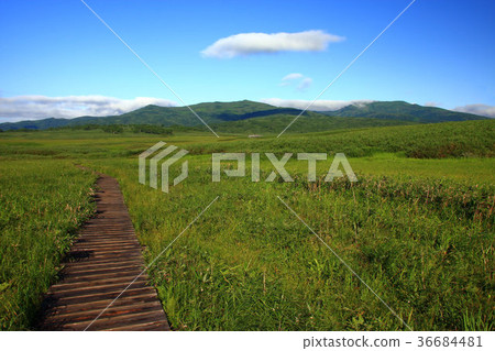 Summer rain forest of wetland Summer rain forest of wetland 36684481