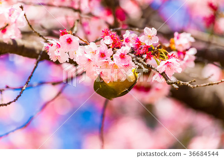 Cherry blossom viewer 36684544