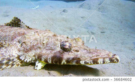 Tentacled flathead in the Red Sea, Egypt 36684602