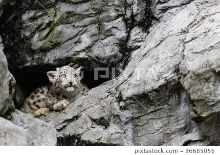 Snow leopard baby 36685056