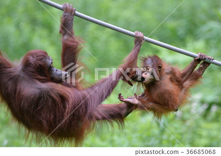 Orangutan parent and child 36685068
