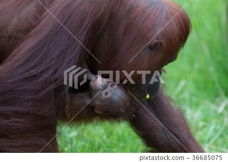 Orangutan parent and child 36685075