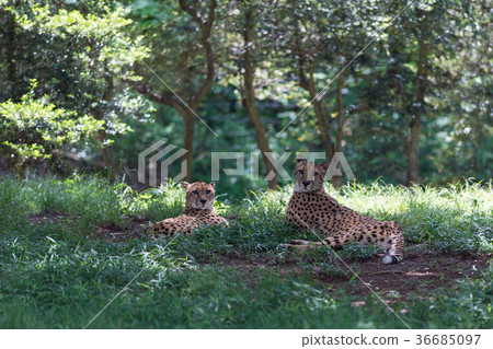 Cheetah sisters Cheetah sisters 36685097