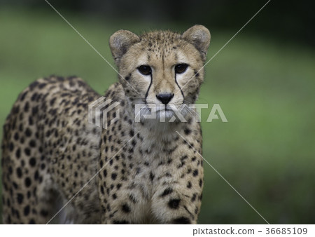 獵豹盯著看 36685109