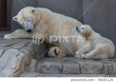 Polar bear parent and child Polar bear parent and child 36685126
