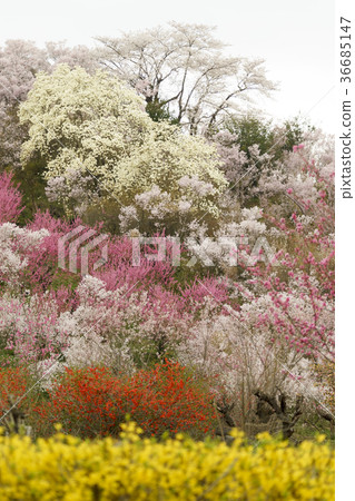 Hanamiyama Park in full bloom, in which Togenkyo is considered to be in Fukushima 36685147